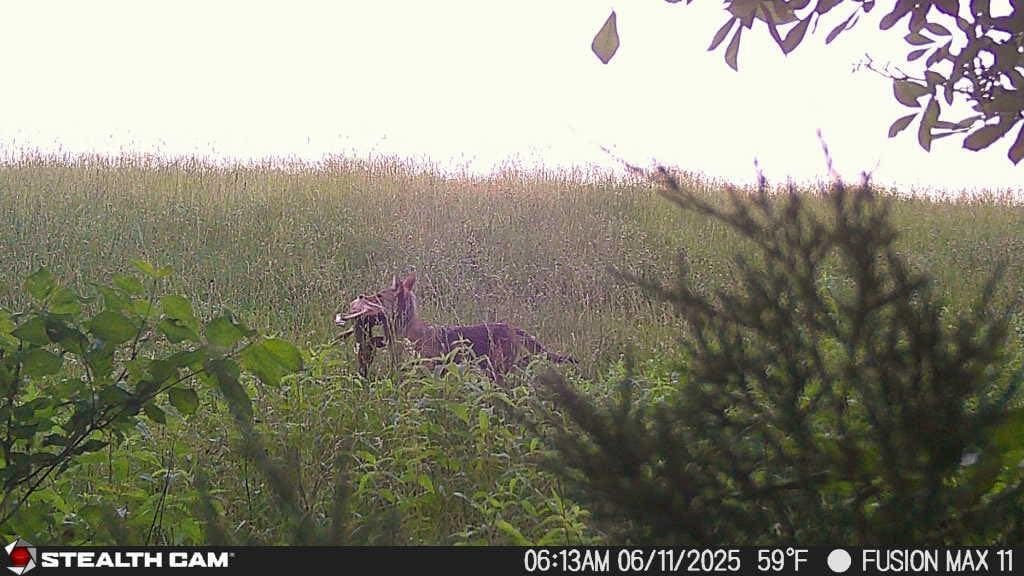 Stealth Cam Fusion Max 2.0 Cellular Trail Camera, 36MP, Outdoor, Instant Alerts, 2-Pack